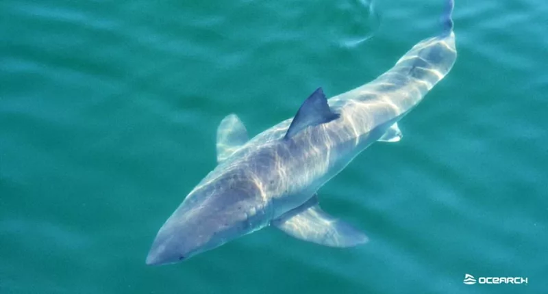 Great white sharks head to Florida including a '10ft, 460-pound beast