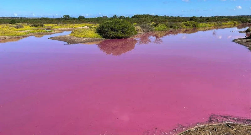 Hawaiian wildlife refuge pond turns bright pink, prompting scientists to investigate