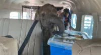 Bupe the baby elephant was rescued from certain death after he was abandoned by his mother
