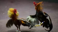 Hundreds of illegal cockfighting ring spectators scatter into woods when Texas deputies roll up, 19 arrested