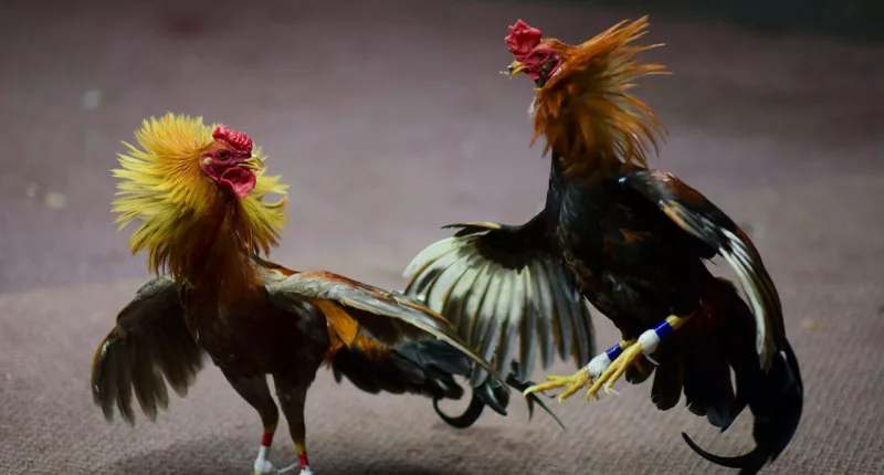 Hundreds of illegal cockfighting ring spectators scatter into woods when Texas deputies roll up, 19 arrested