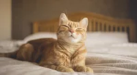 A vet has revealed a common household item which could kill your cat