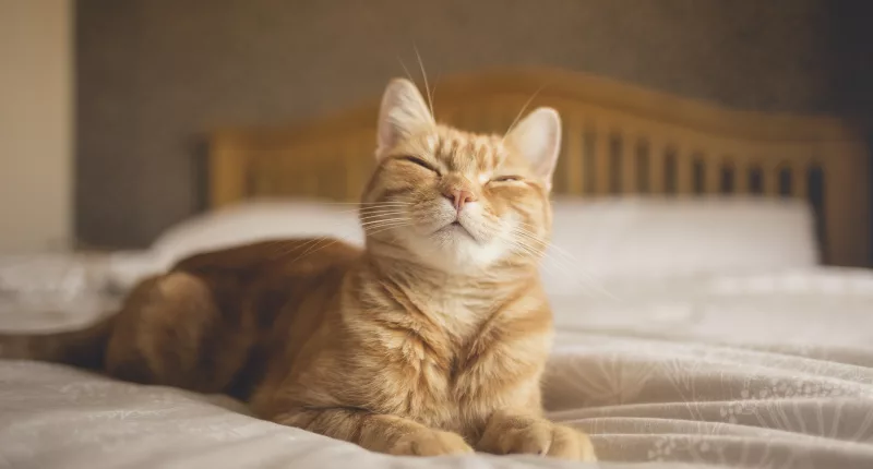A vet has revealed a common household item which could kill your cat