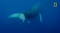 Incredible moment humpback whale gives birth captured for first time