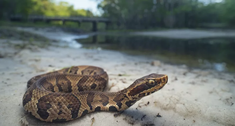 Cumberland River in Kentucky is home to several snake species, including the deadly cottonmouth (stock photo)