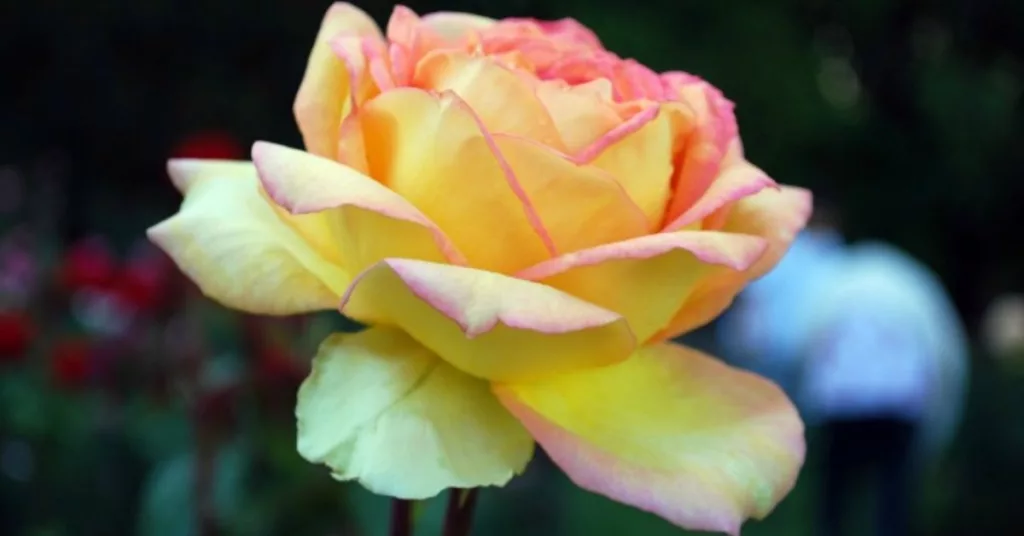 Kimberly Jiminez Obituary