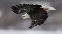 Man sentenced for killing, planning to eat American bald eagle