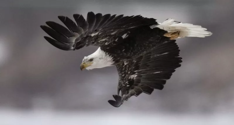 Man sentenced for killing, planning to eat American bald eagle
