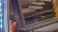 Moment rats scurry around Queens Chinese restaurant