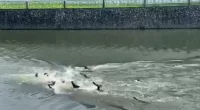 Moment two rival otter families battle in bitter territorial clash