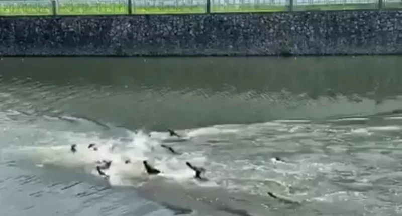 Moment two rival otter families battle in bitter territorial clash