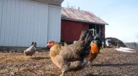 Nearly 1M chickens infected with bird flu on Minnesota farm: USDA
