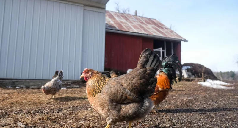 Nearly 1M chickens infected with bird flu on Minnesota farm: USDA