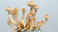 New Massachusetts bill would study psychedelics for veterans