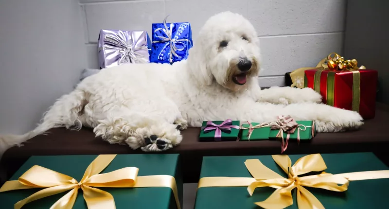 The new anti-theft program was named after the departments support animal, Max