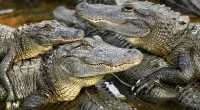 A group of 3,000 crocodiles have been triggered into a mass sex frenzy