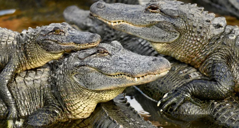 A group of 3,000 crocodiles have been triggered into a mass sex frenzy
