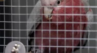 A pet Cockatoo called Charlie, 4, is being held at Heathrow following a paperwork blunder