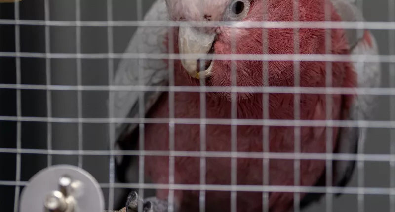 A pet Cockatoo called Charlie, 4, is being held at Heathrow following a paperwork blunder