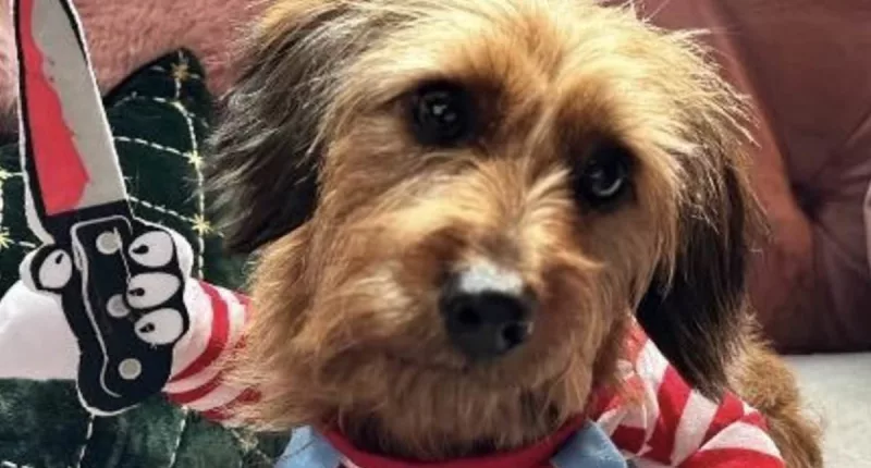 Pet owners share their animals' frightfully sweet Halloween costumes