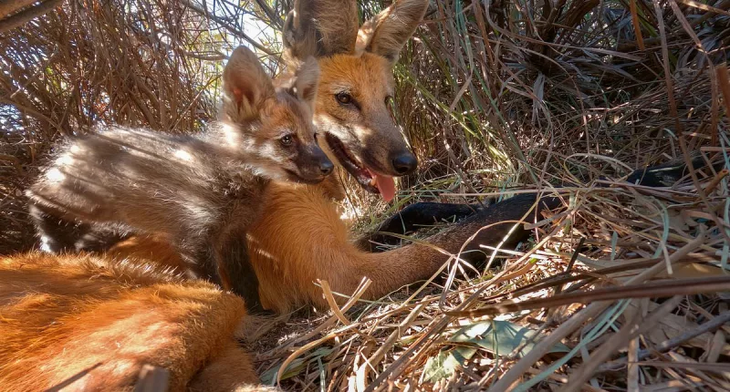 Planet Earth III wolf and two pups drown shortly after being filmed