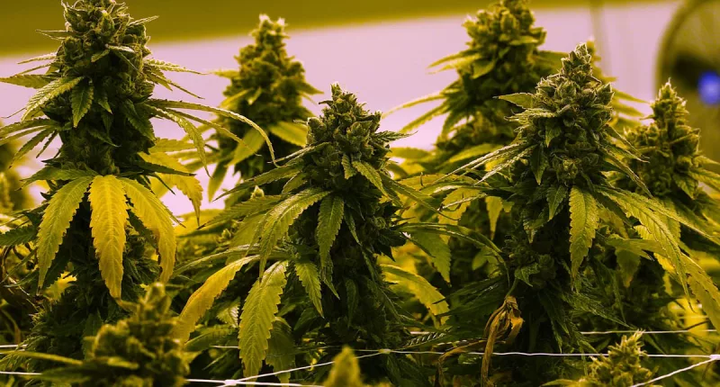 Red-leaning Ohio becomes 24th state to legalize recreational marijuana
