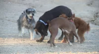 Rising mosquito population in Las Vegas valley impacting pet health