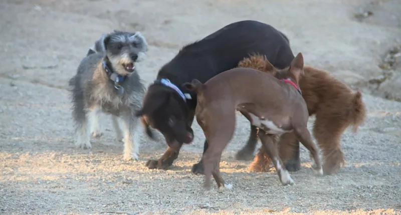 Rising mosquito population in Las Vegas valley impacting pet health