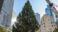 Rockefeller Christmas tree is UP marking start of 2023 festive season