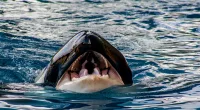 Seafarers have taken up blasting heavy metal music in an attempt to ward off orca attacks
