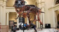 FILE - In this Feb. 5, 2018, photo, Garth Dallman, center, and Bill Kouchie, right, both from the dinosaur restoration firm Research Casting International, Ltd., begin the of dismantling Sue, the Tyrannosaurus rex, on display at Chicago