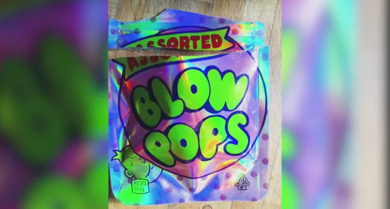 School bus driver on leave after Halloween candy cannabis scare