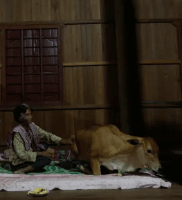 Meet Khim Hang: The Widow Who Married A Cow