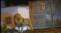 Shocking moment a LION prowls through quiet streets near Rome