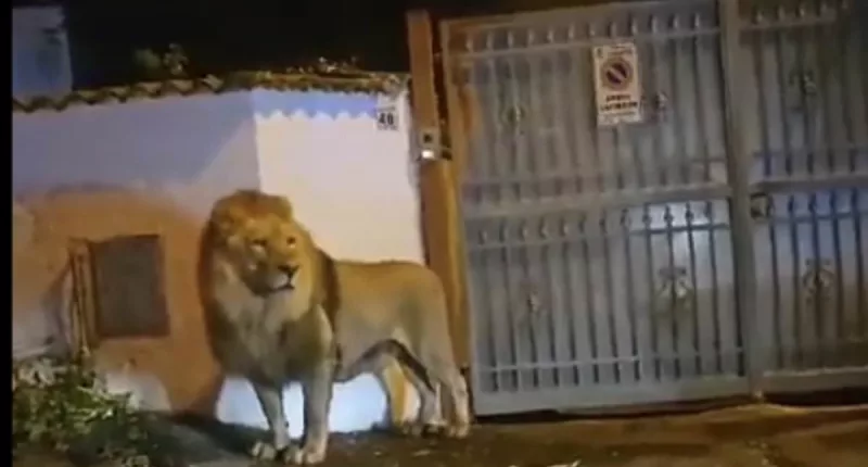 Shocking moment a LION prowls through quiet streets near Rome