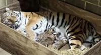 Three Amur tiger cubs born in Saint Louis Zoo