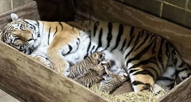 Three Amur tiger cubs born in Saint Louis Zoo