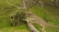 The tree was chopped down in September