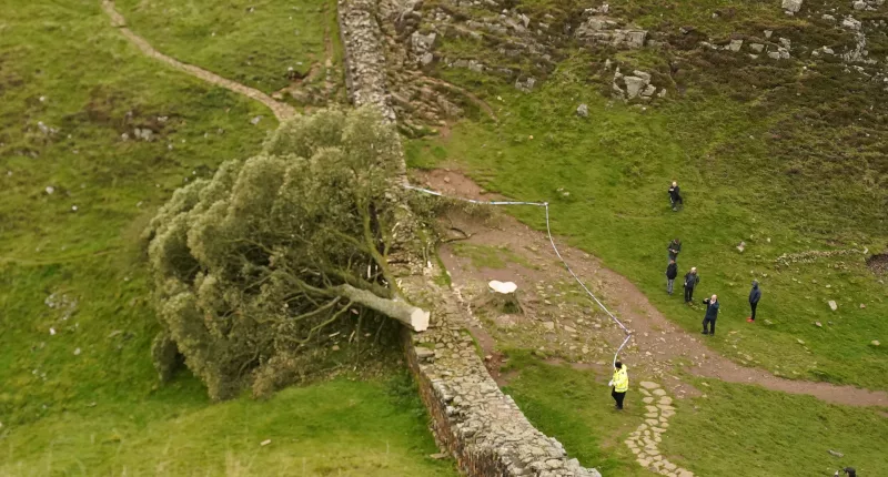 The tree was chopped down in September