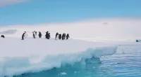 UN Secretary-General visits Antarctica as climate talks loom