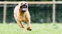 Utah woman loses leg after she's viciously attacked by son's pack of pit bulls