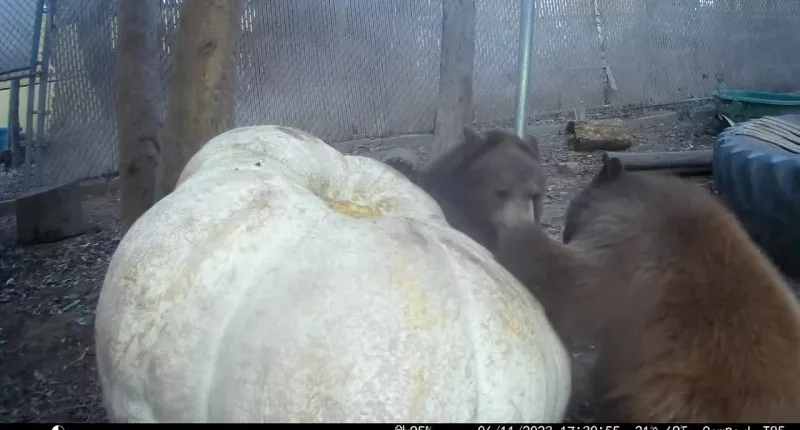 Video: Bear cubs feast on giant pumpkin