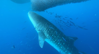 Video shows rarely-seen 30-foot whale shark feeding in Hawaiian waters