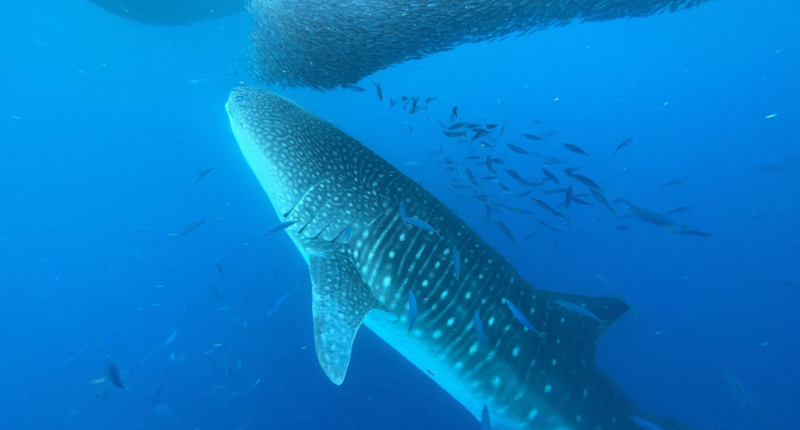 Video shows rarely-seen 30-foot whale shark feeding in Hawaiian waters