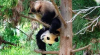 Washington D.C.'s giant pandas are leaving for China after 20 years