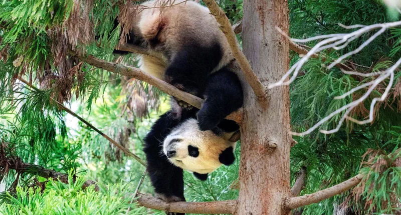 Washington D.C.'s giant pandas are leaving for China after 20 years