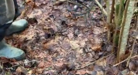 Treasure hunters have found a hidden stash of Nazi coins
