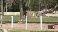 Residents of a Florida community were shocked to learn they could be fined by an HOA they did not even know existed after it began changing the rules on pet ownership and care