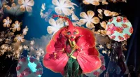 Hibiscus singing in