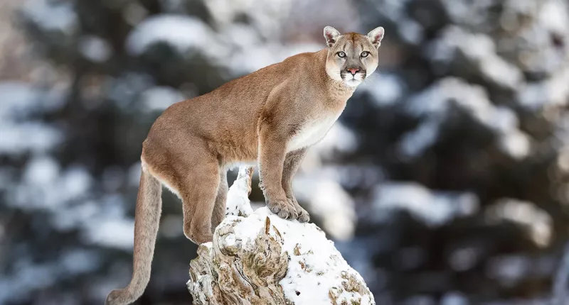 Wisconsin declines to charge bow hunter who killed cougar in self-defense